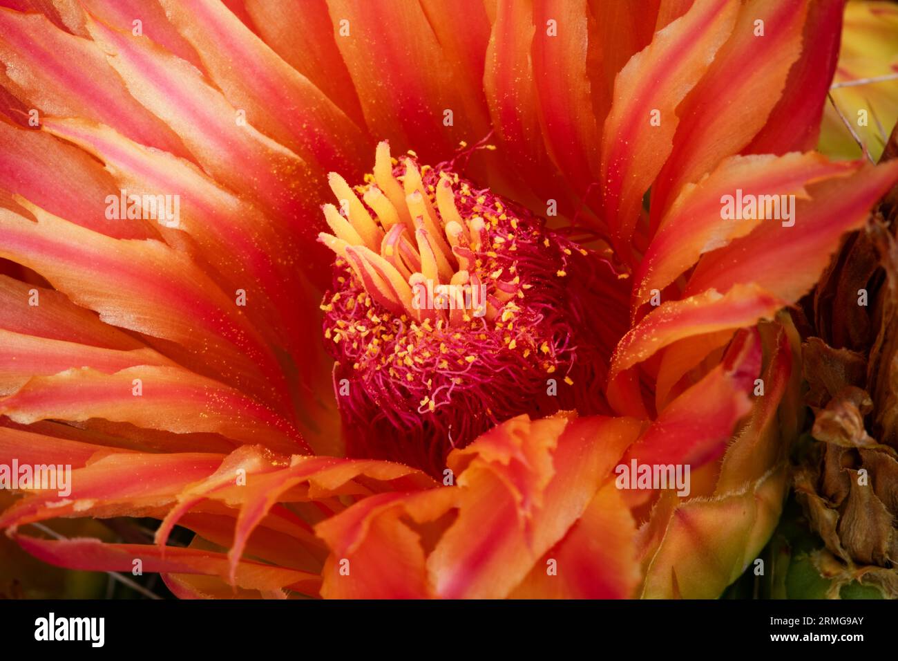 Primo piano dell'interno del fiore d'arancio di cactus a botte che mostra filamenti, stigma, shamens, petali e polline in Arizona ad agosto Foto Stock