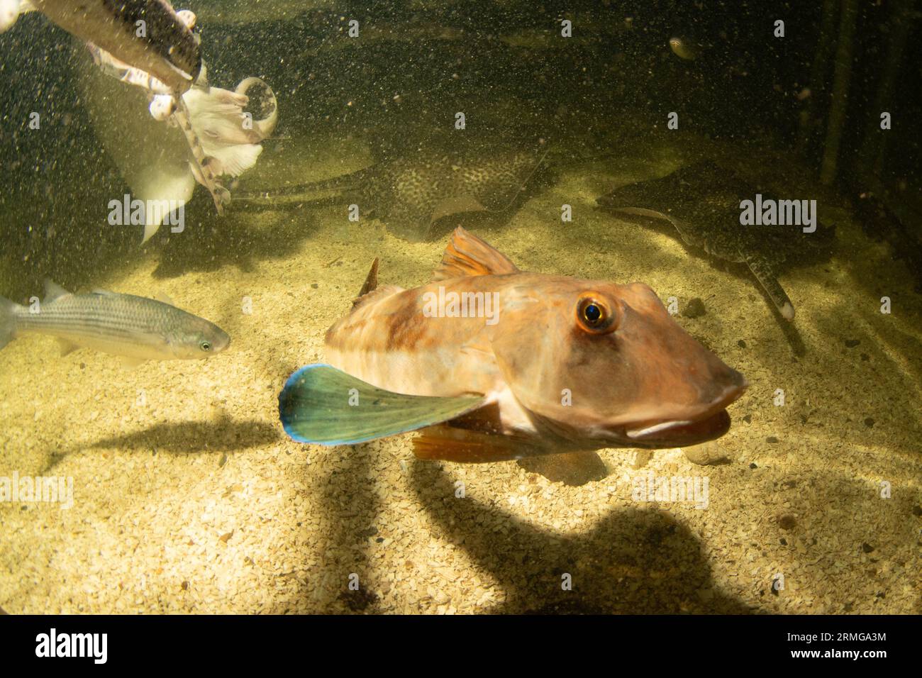 una gurnard che nuota intorno Foto Stock