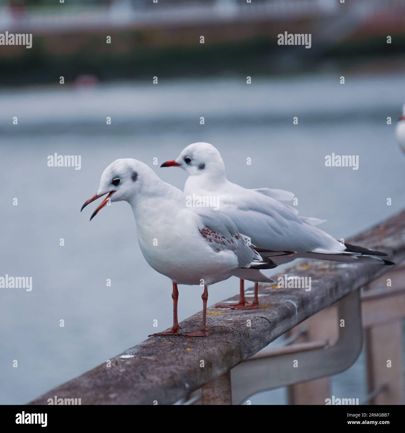 gabbiani sulla ringhiera del porto Foto Stock