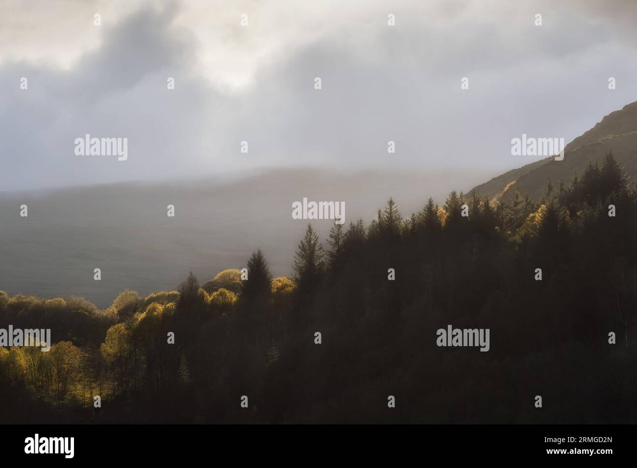 Filera di alberi illuminati dal sole nel Lake District, Cumbria, Regno Unito Foto Stock