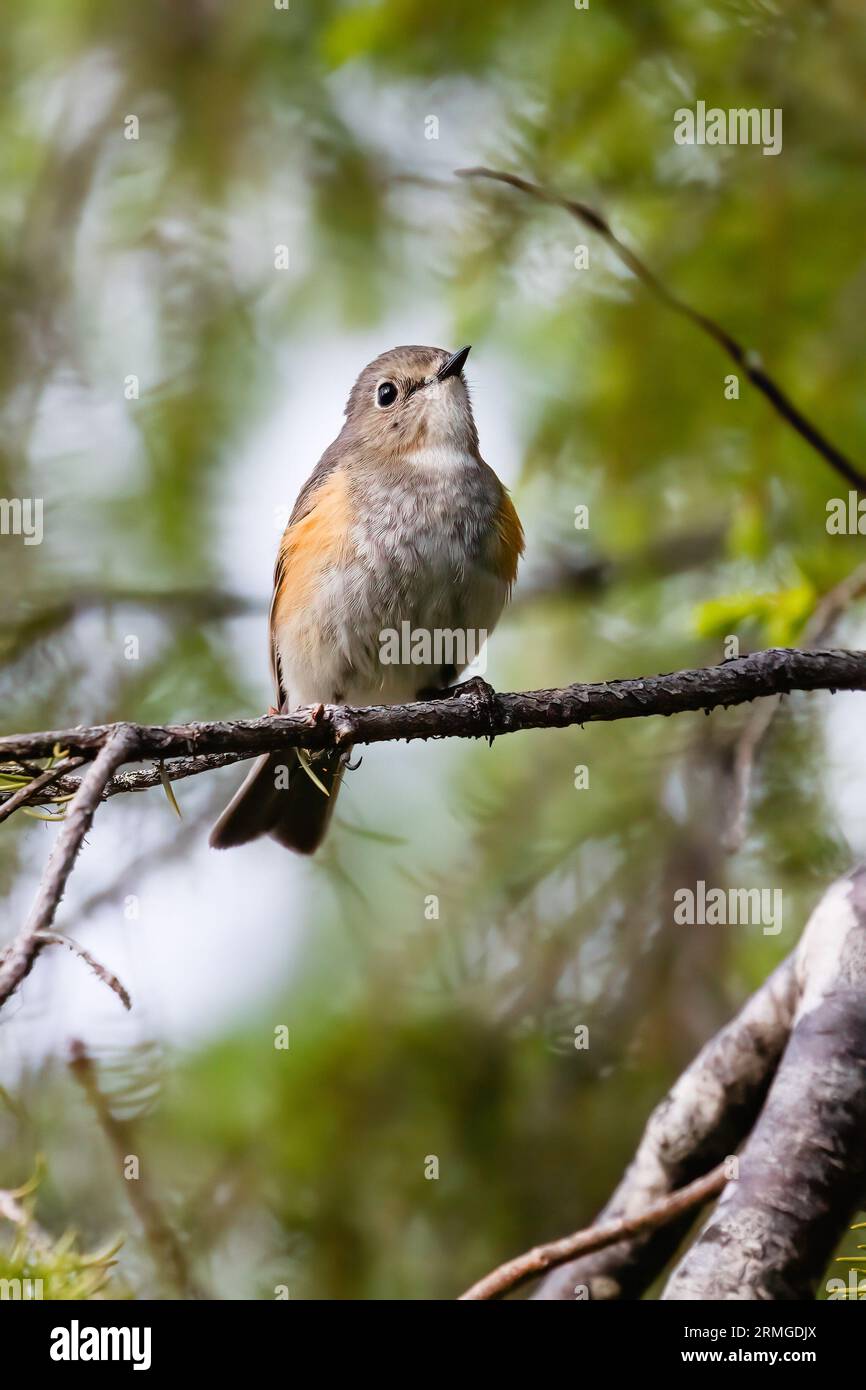 Bush Robin fiancheggiato di arancione Foto Stock