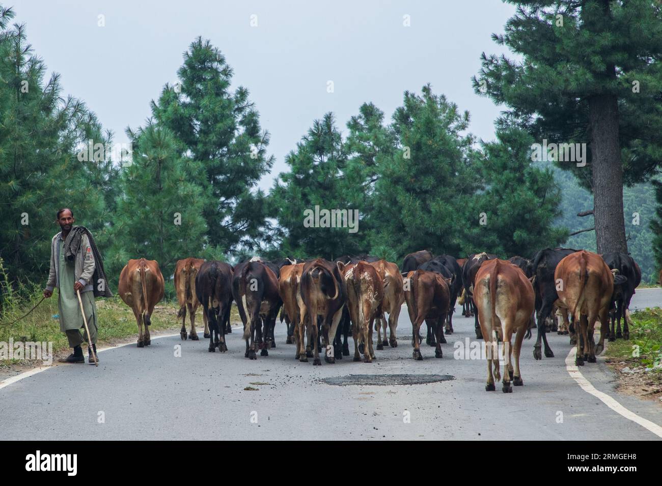 25 agosto 2023, Keran, Jammu e Kashmir, India: Un uomo del Kashmir con la sua mandria di mucche nel villaggio di Keran nel distretto di confine di Kupwara circa 150 km a nord di Srinagar. Il villaggio di Keran si trova sulle rive del fiume Neelam o Kishan Ganga, sulla linea di controllo. (Immagine di credito: © Faisal Bashir/SOPA Images via ZUMA Press Wire) SOLO PER USO EDITORIALE! Non per USO commerciale! Foto Stock