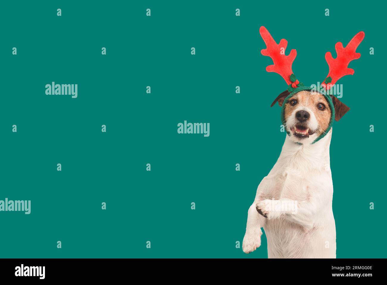 Sfondo natalizio con divertente cane in corna di renna che tiene le zampe alzate Foto Stock