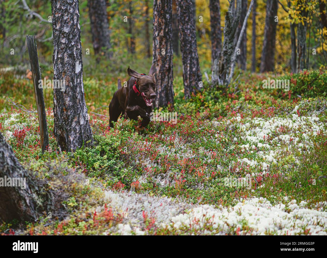 Cucciolo di cane da corsa tedesco Shorthaired Pointer che si allenano a caccia nella foresta autunnale Foto Stock