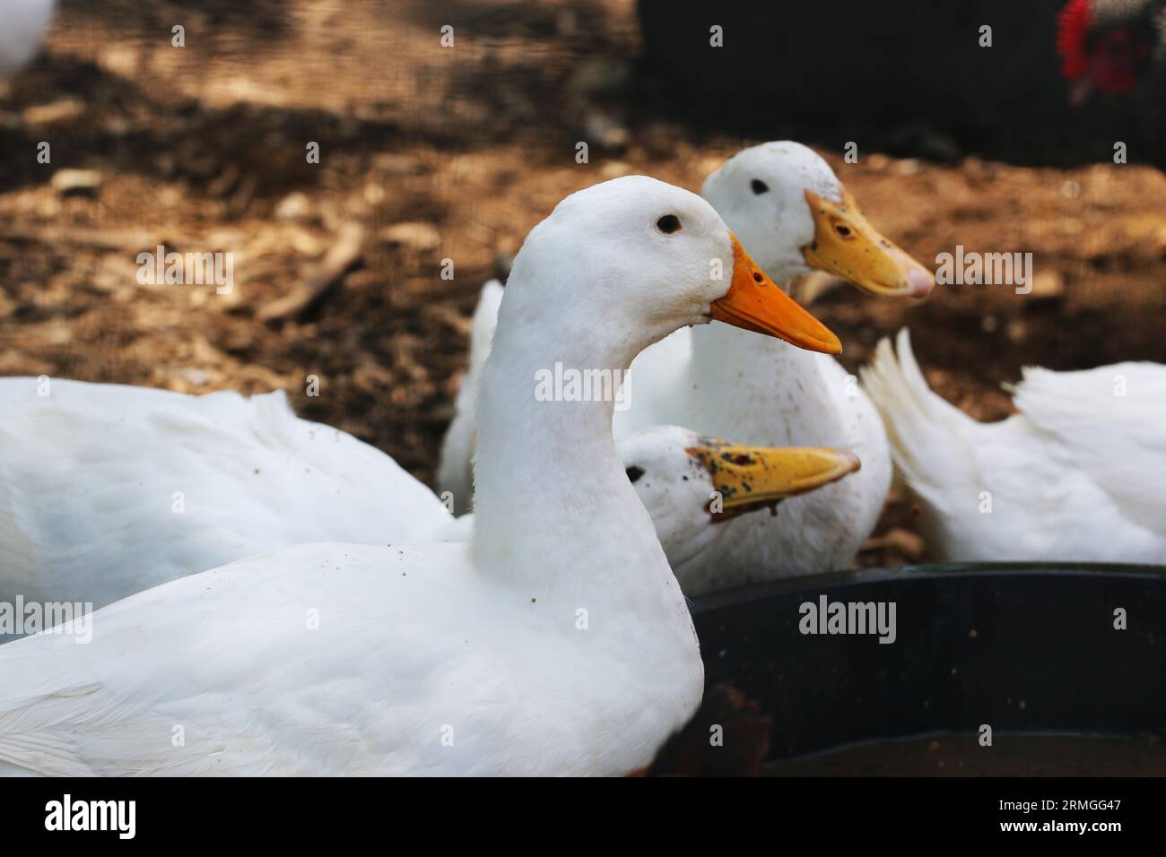 Primo piano medio di un pechino americano in una fattoria con altre anatre sullo sfondo. Profondità di campo ridotta Foto Stock