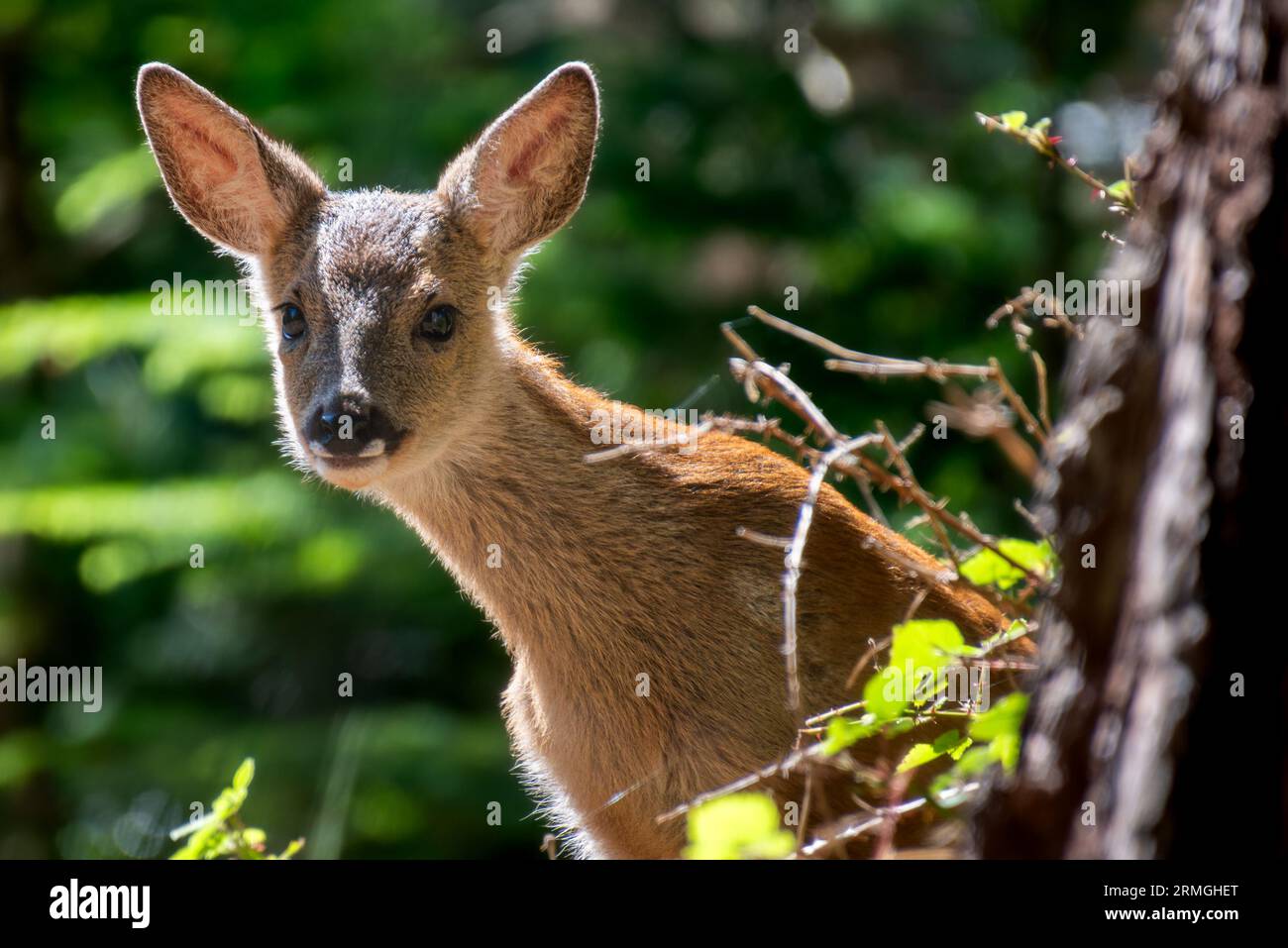 La piccola Sika Deer nel Dorset Foto Stock