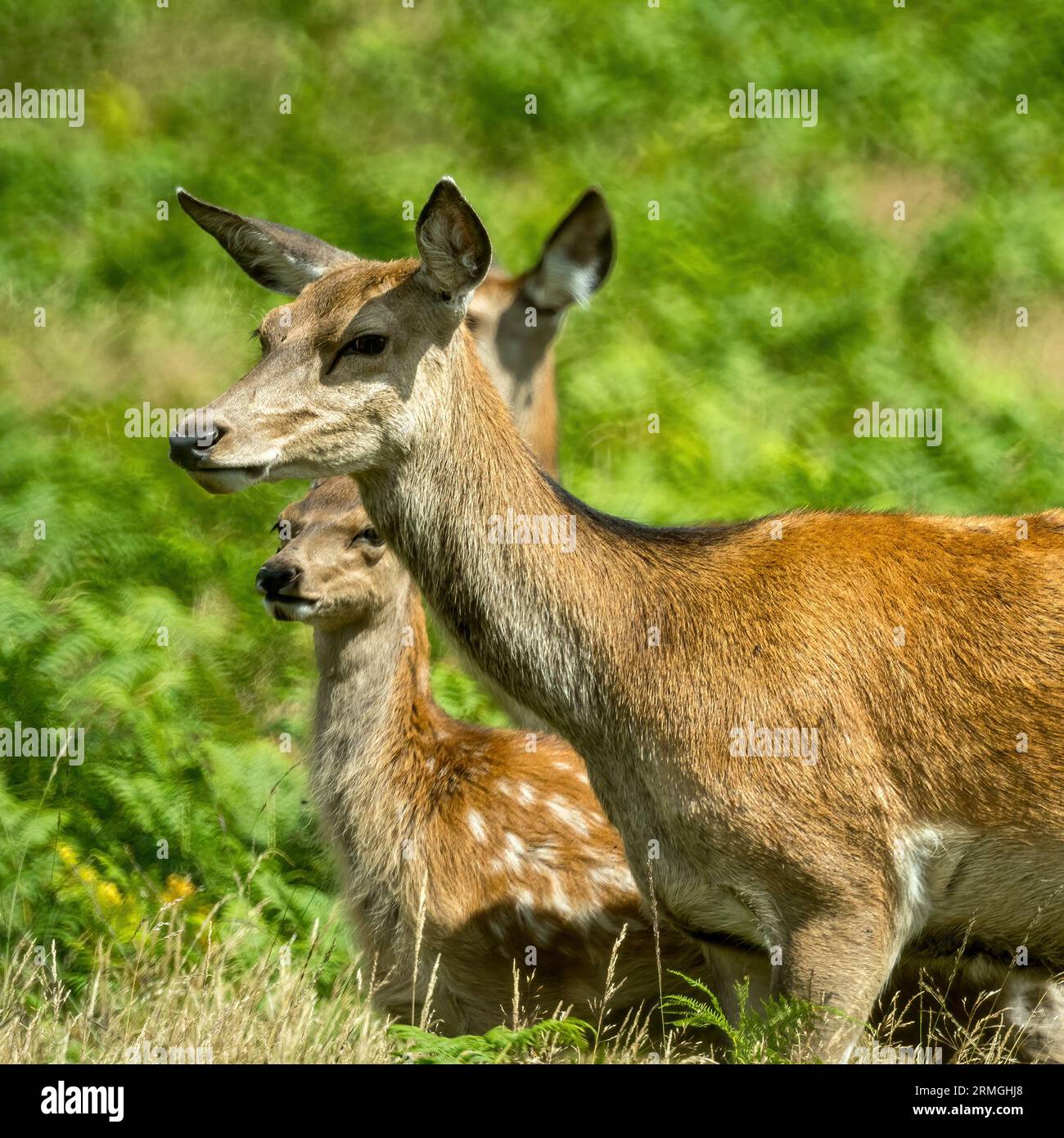 Gruppo di cervi rossi (Cervus elaphus) con lenti a specchio bokeh, Bradgate Park, Charnwood Forest, Leicestershire, Inghilterra, REGNO UNITO Foto Stock