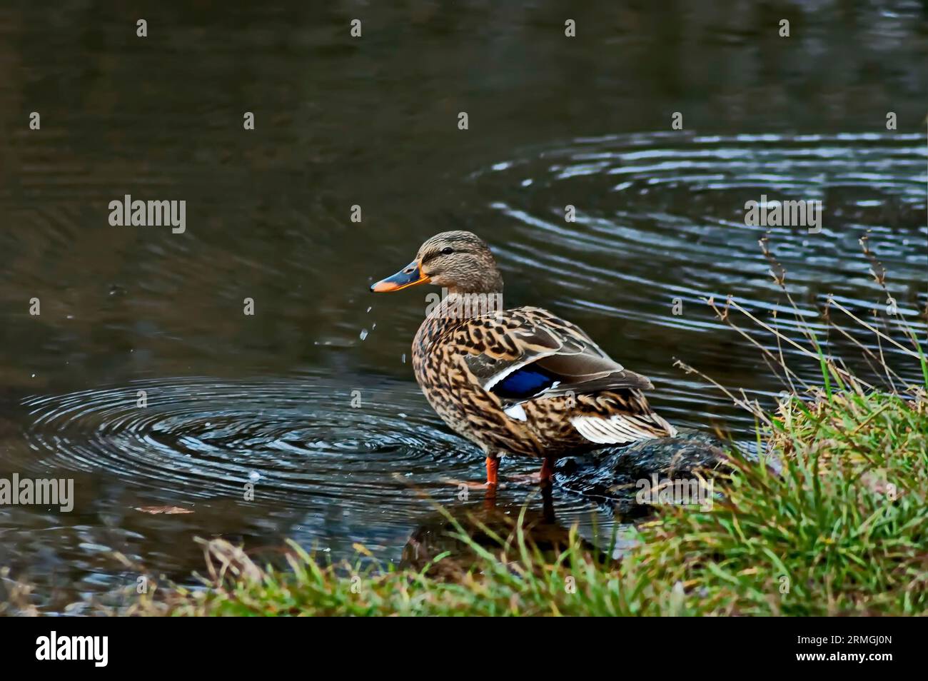 Femmina Mallard duck passeggiata lungo il lago, South Park, Sofia, Bulgaria Foto Stock