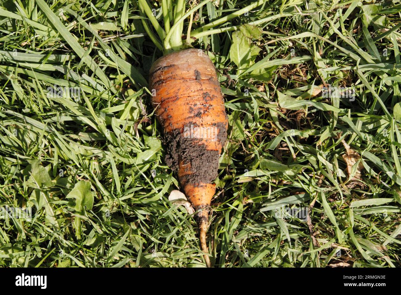 Carota appena raccolta adagiata sull'erba sulla terra britannica alla fine dell'estate Foto Stock