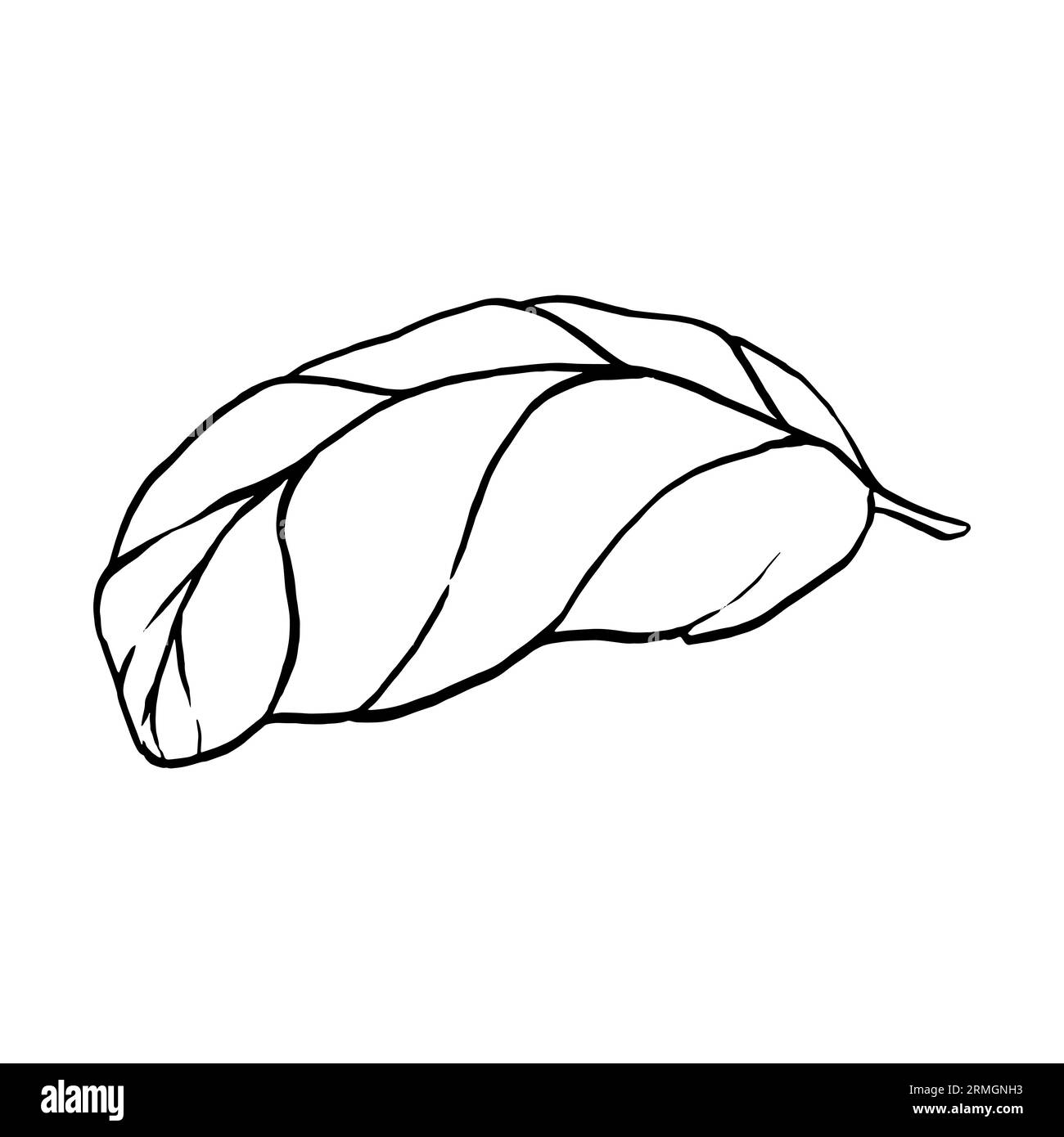 Set di basilico, foglia in bianco e nero disegnato a mano. Illustrazione vettoriale. Elementi in etichetta stile grafico, adesivo, menu, confezione. Stile inciso Ill Illustrazione Vettoriale