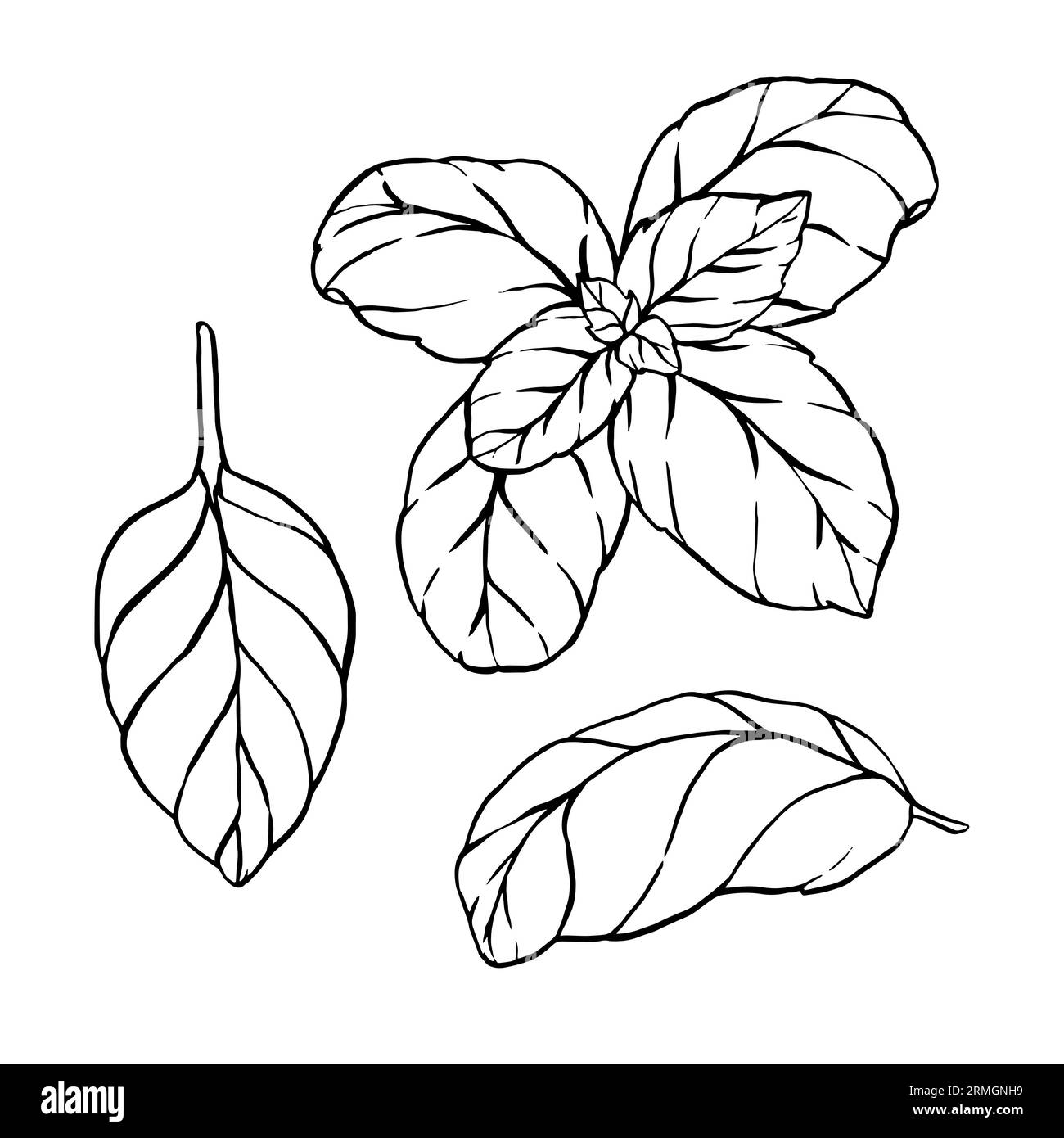 Set di basilico, foglia in bianco e nero disegnato a mano. Illustrazione vettoriale. Elementi in etichetta stile grafico, adesivo, menu, confezione. Stile inciso Ill Illustrazione Vettoriale