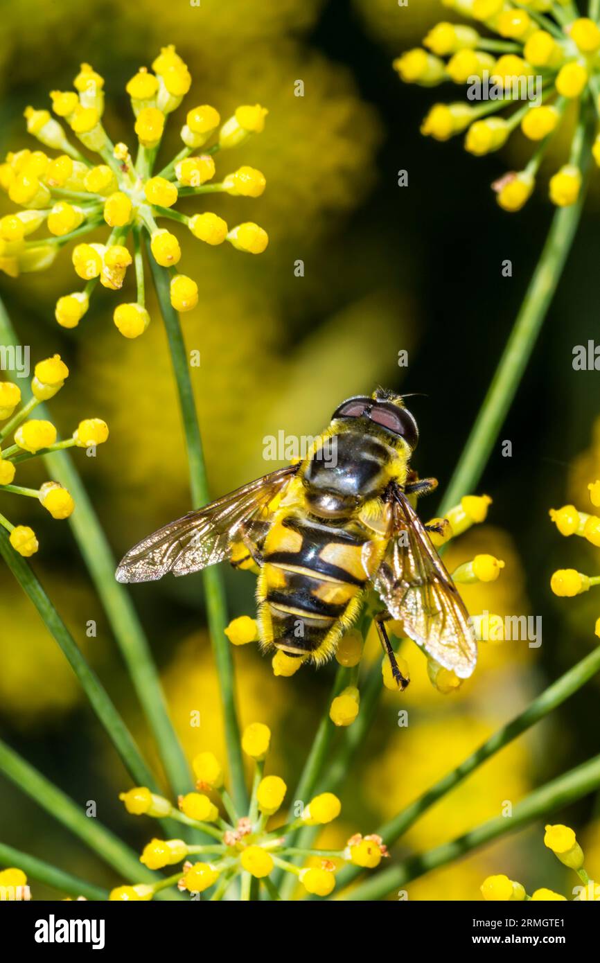 Un hoverfly sul finocchio selvatico. Foto Stock