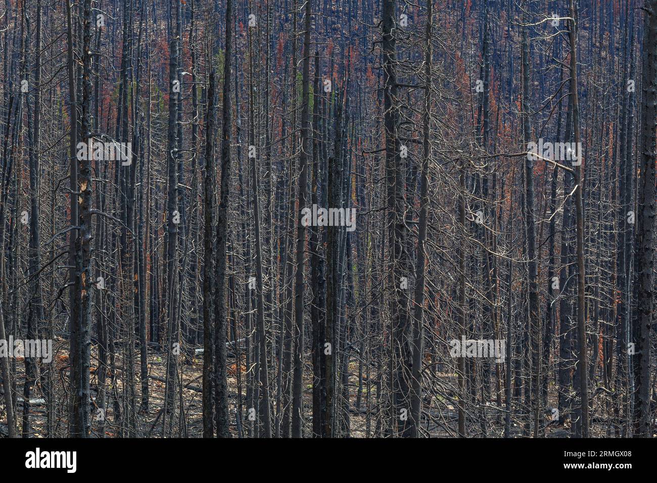 Albero bruciato e annerito dopo un incendio nella foresta Foto Stock