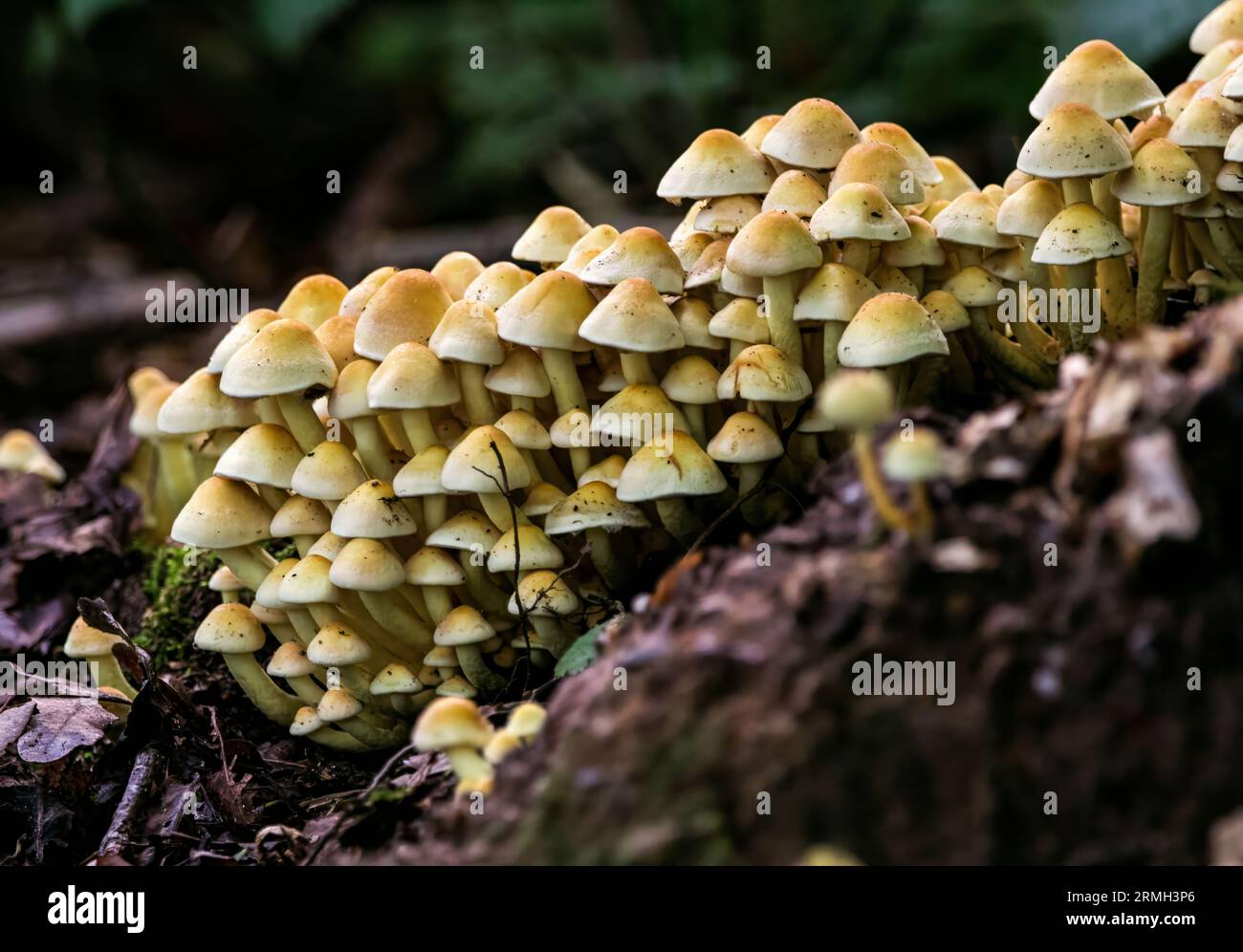 forrest di funghi / Pilze im Wald Foto Stock