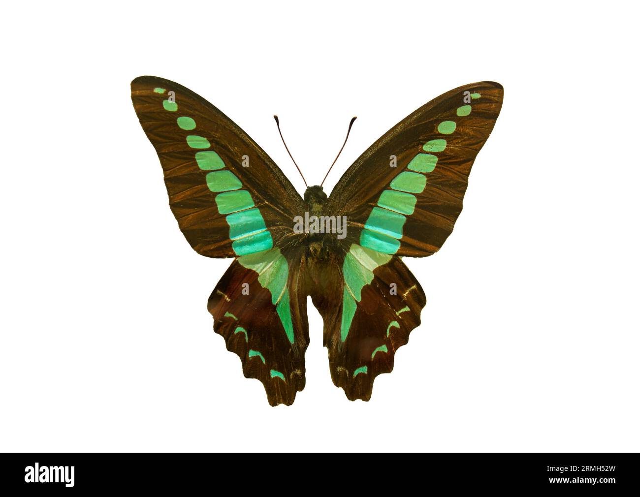 Specie farfalla Graphium sarpedon, nome banale: Bluebottle comune. Bellissima farfalla Graphium Sarpedon, colorata ed esotica, isolata su sfondo bianco Foto Stock