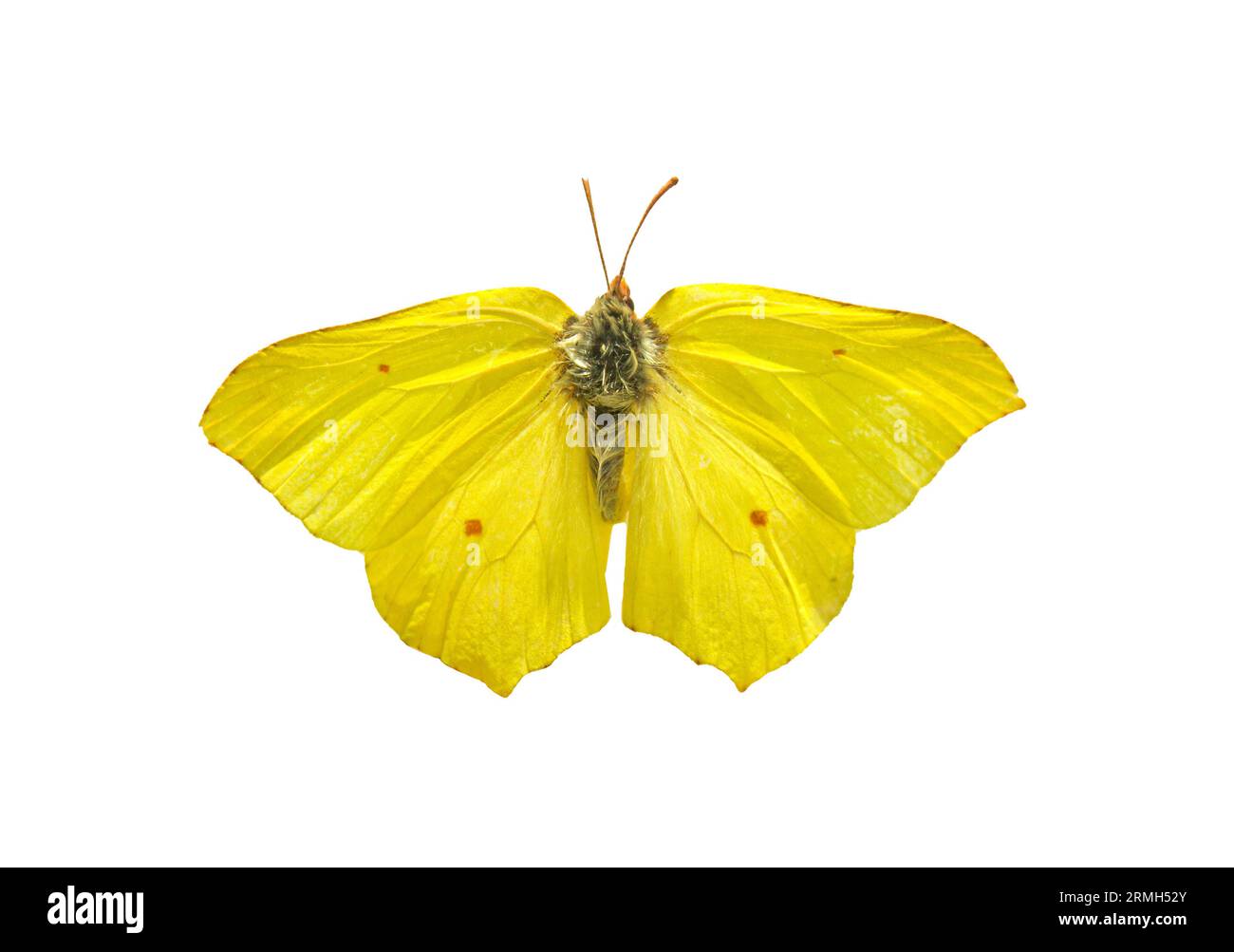 Butterfly Gonepteryx rhamni isolato su sfondo bianco. Oggetto con tracciato di ritaglio. Foto Stock