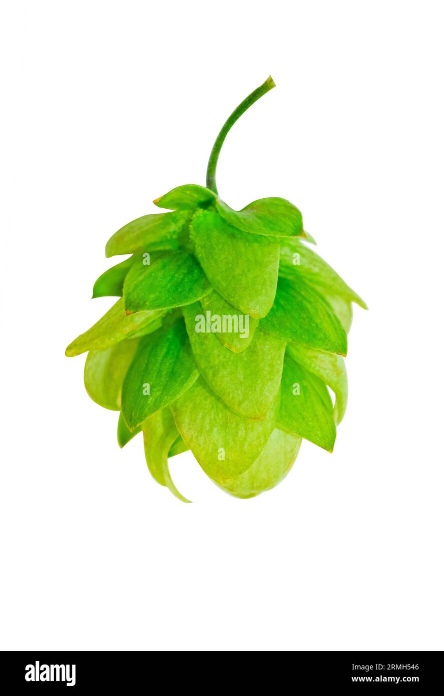 Cono di piante fresche Green Hop isolato su sfondo bianco. Birrificio, elemento di design per prodotti da forno. Luppolo maturo per la produzione di birra, la preparazione del pane, il concetto di produzione della birra Foto Stock