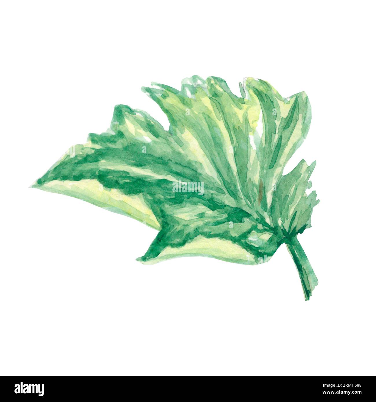 Illustrazione isolata della foglia di zucca ad acquerello su sfondo bianco. Verdura arancione autunnale per logo, menu, poster, motivo. Arte per il design. Un'ea sana Foto Stock