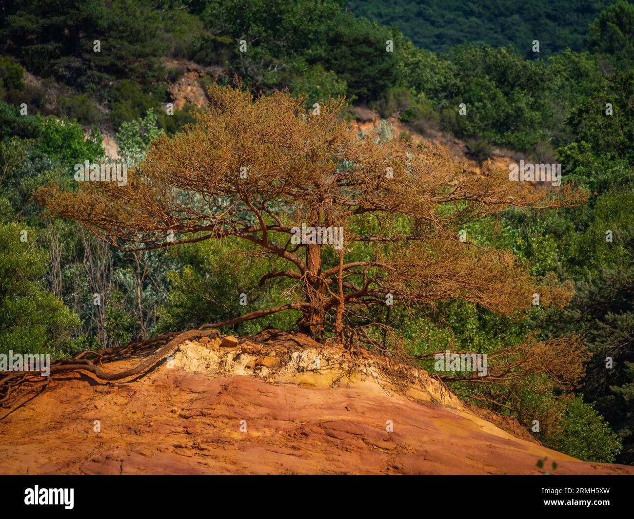 Alberi e vegetazione che coprono le sabbie rosse. Paesaggio astratto del canyon Rustler delle scogliere di moher. Colorado provenzale vicino a Roussillon, Francia meridionale. Rosso Foto Stock