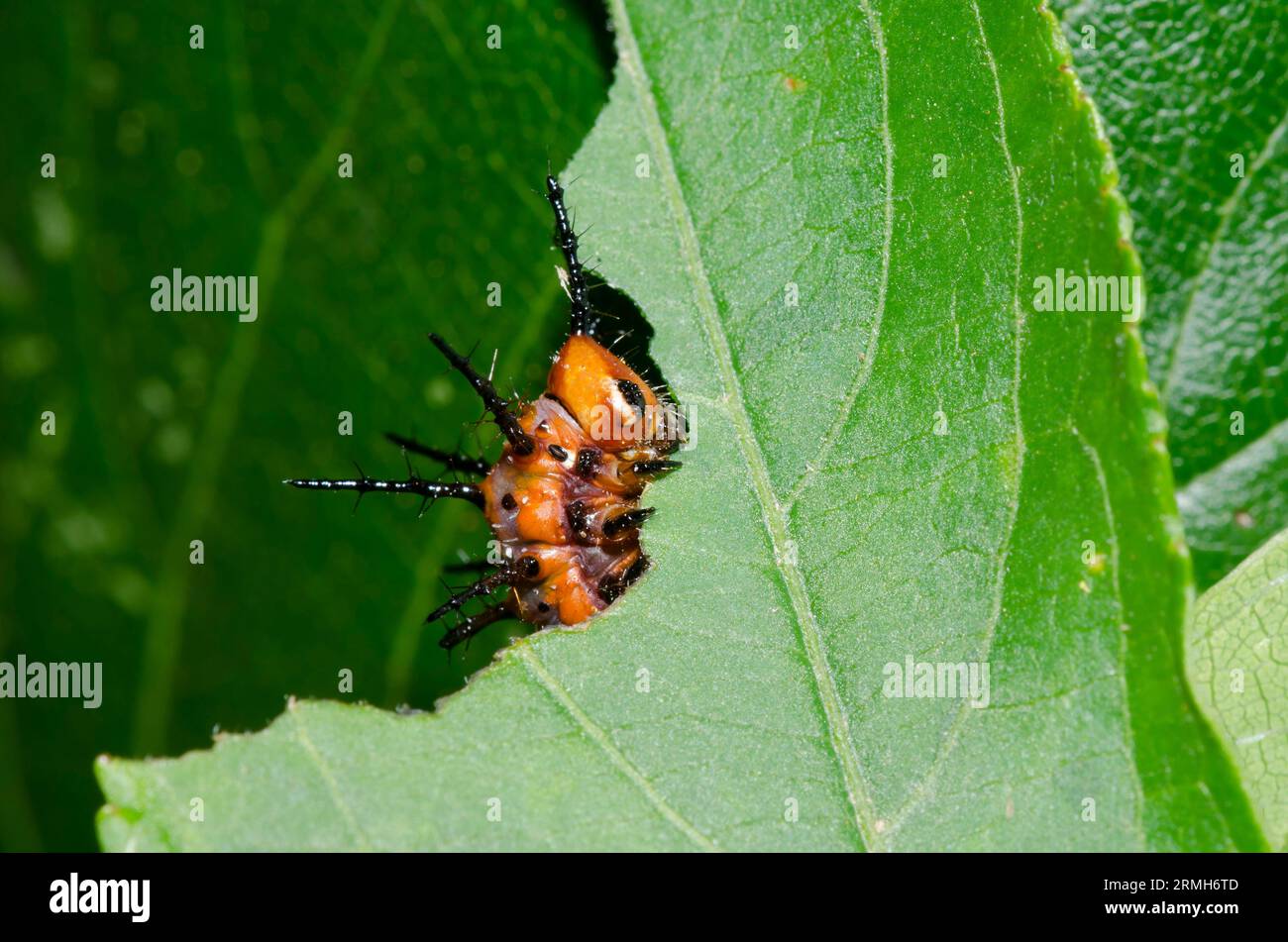 Fritillary del Golfo, Dione incarnata, larva che si nutrono di Passionflower viola, Passiflora incarnata Foto Stock