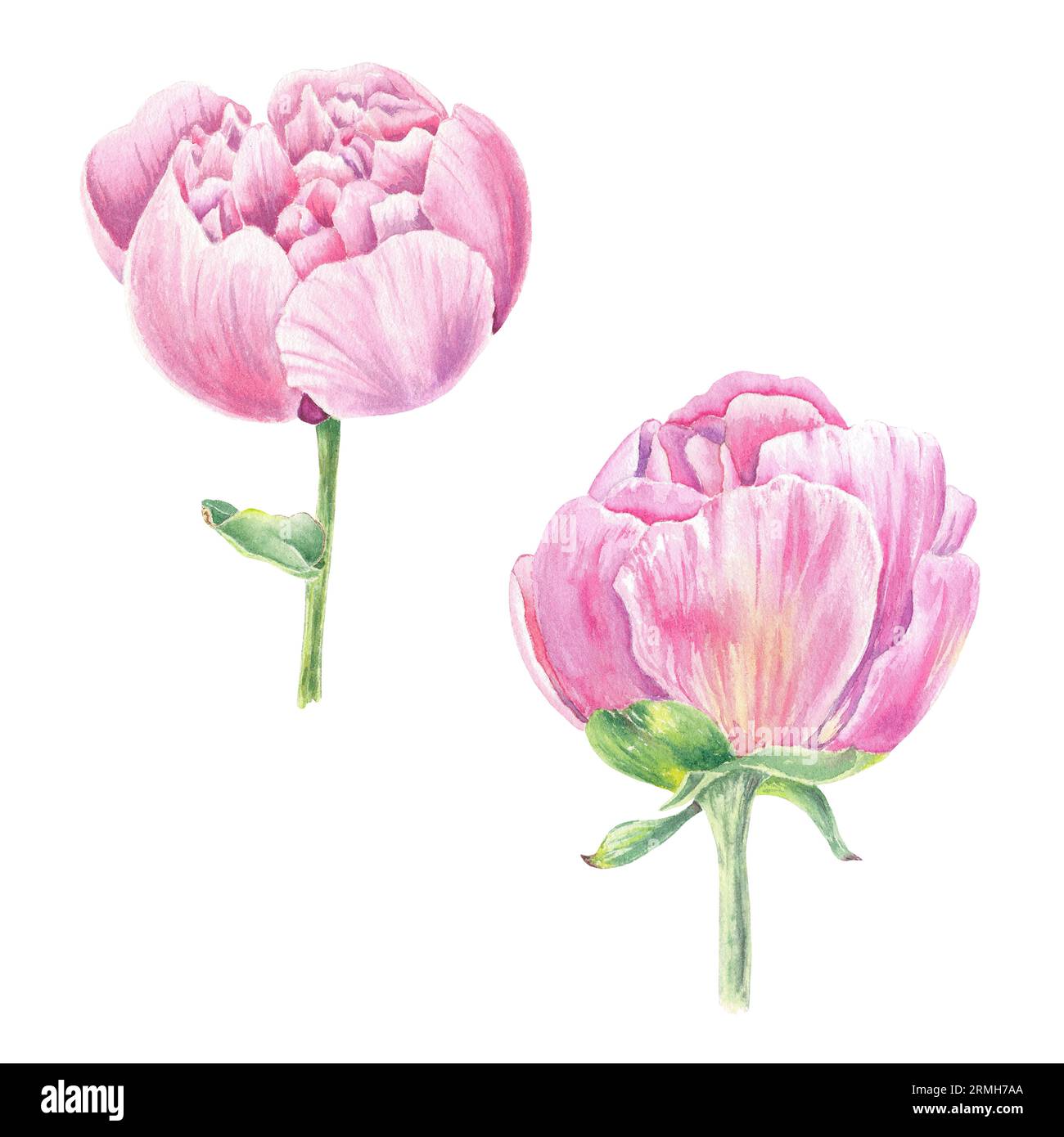 Acquerello fiore di peonia disegnato a mano in stile botanico per l'uso in disegni con logo, matrimoni, festività e compleanni. Rosa margherita carino isolato Foto Stock