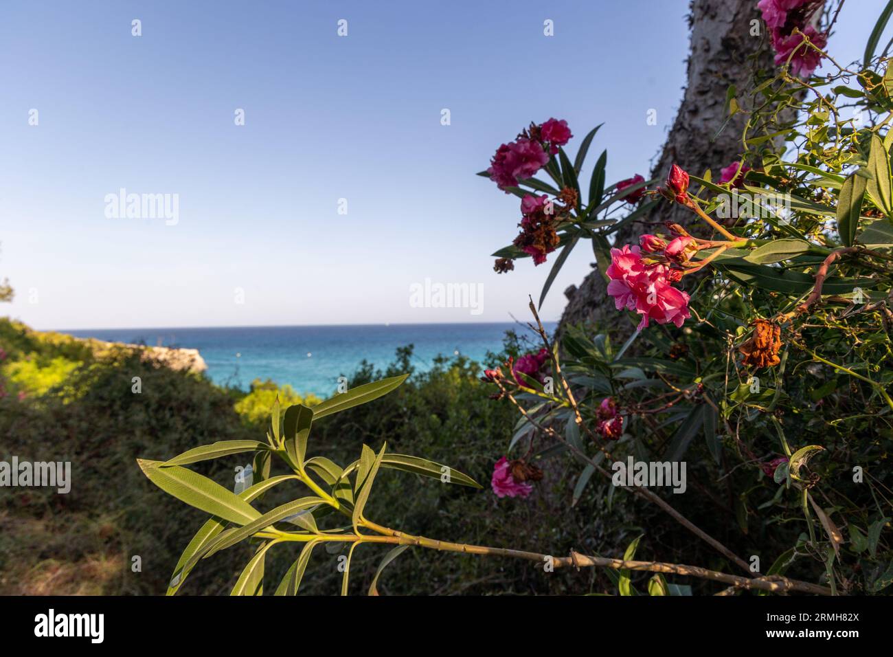 Fiori di oleandro rosa di fronte al mare soleggiato in un giorno d'estate Foto Stock