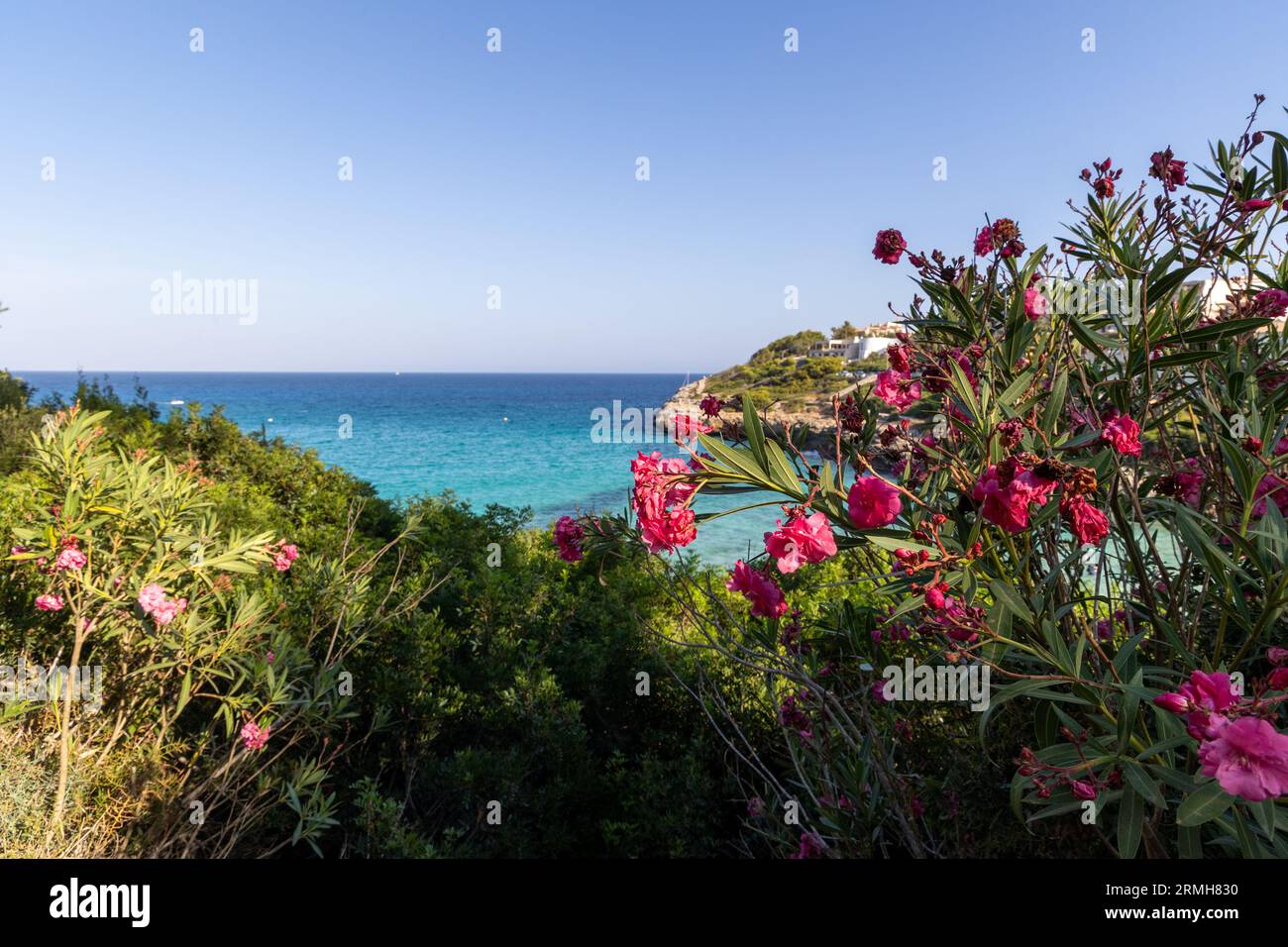 Un'ampia vista del mare blu incorniciato da fiori di oleandro rosa in primo piano. Foto Stock