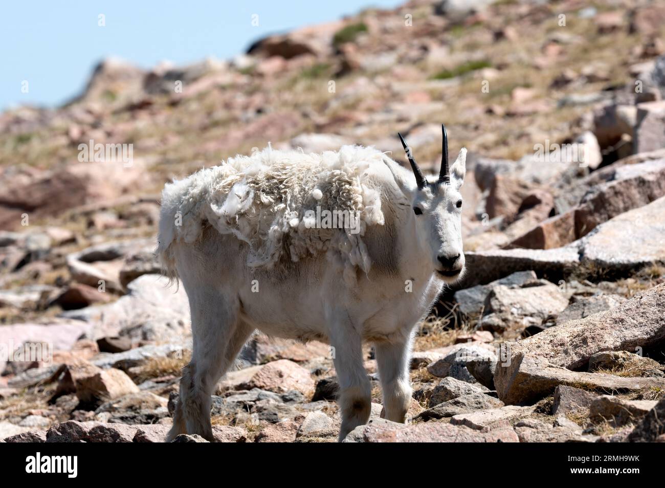 Ritratto di una capra di montagna su una collina che gli regala il cappotto invernale. Foto Stock