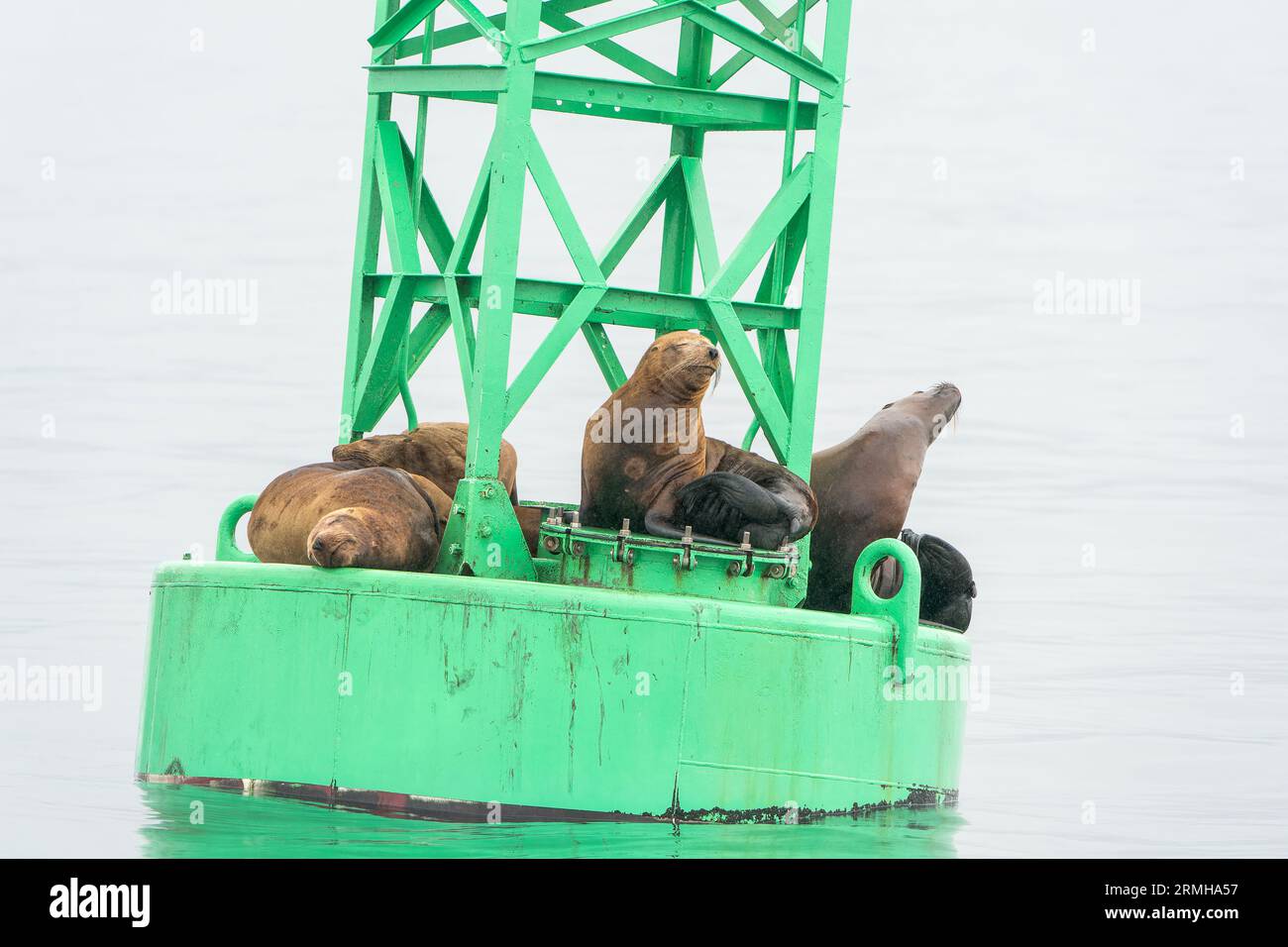 Steller’s Sea Lion, Eumetopias jubatus, diverse persone che riposano sulla boa marina, Sitka, Alaska, USA Foto Stock