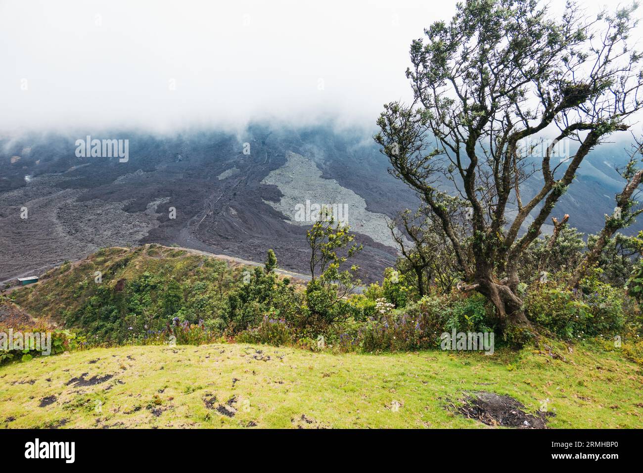Un albero spazzato dal vento sulla cima di una cresta del vulcano Pacaya, Guatemala Foto Stock