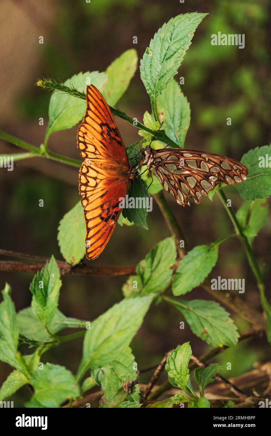 Le farfalle del golfo o le farfalle della passione su una foglia in un santuario della riserva naturale di Atitlán, una riserva naturale a Panajachel, Guatemala Foto Stock