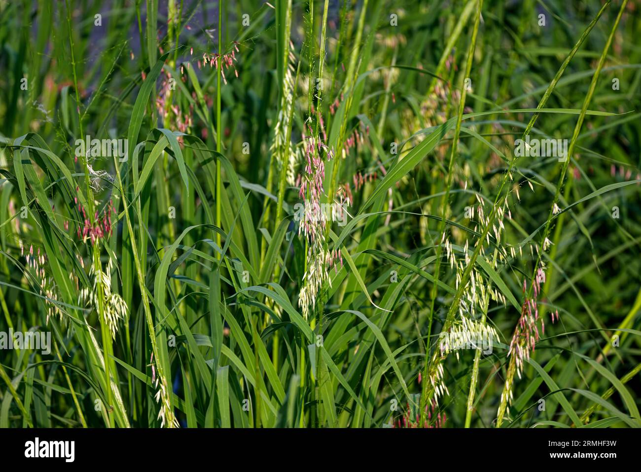 Riso selvatico settentrionale (Zizania palustris) dal Wisconsin. Pianta annuale originaria della regione dei grandi Laghi del Nord America. Foto Stock