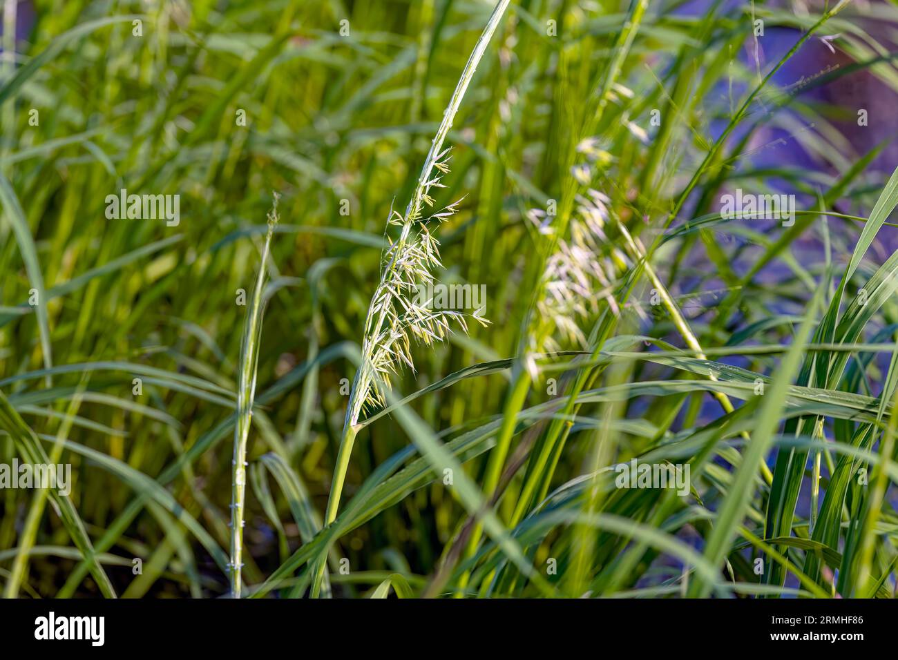 Riso selvatico settentrionale (Zizania palustris) dal Wisconsin. Pianta annuale originaria della regione dei grandi Laghi del Nord America. Foto Stock