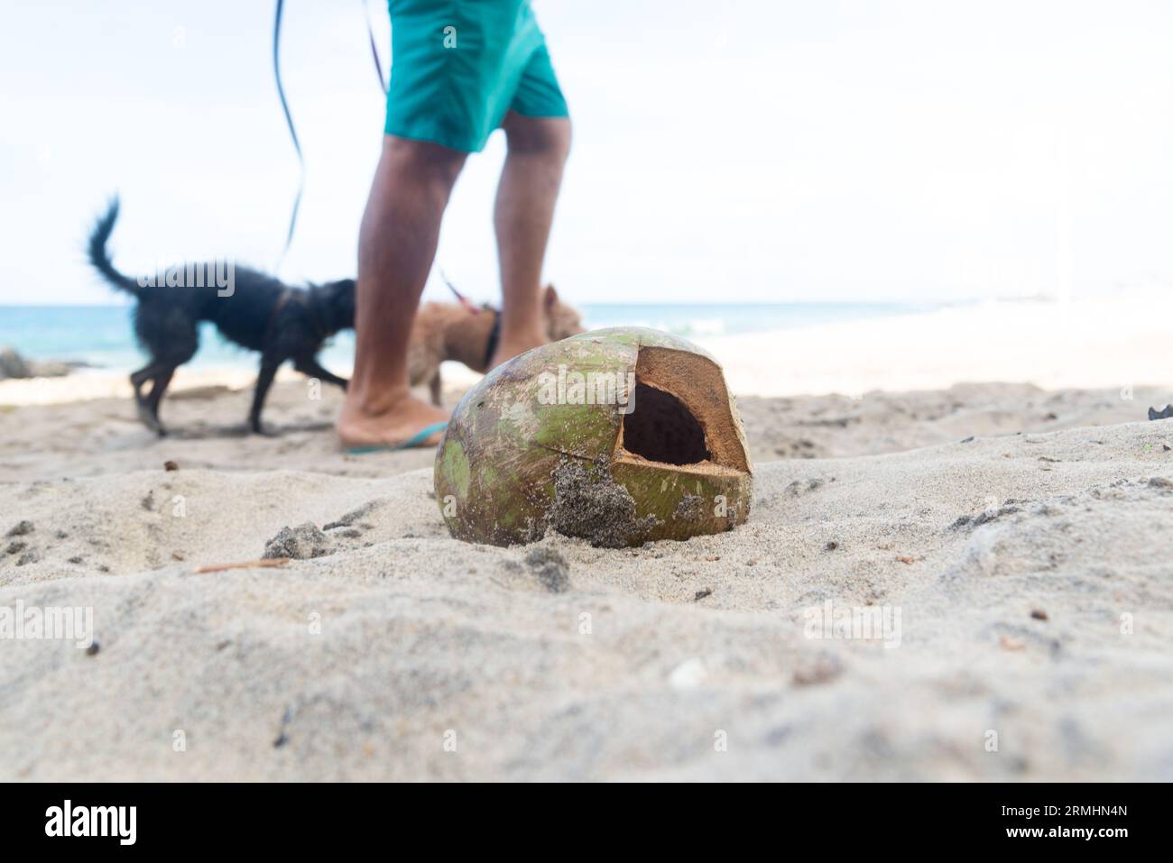 Una noce di cocco con un buco gettato nella sabbia sulla spiaggia. Mancanza di consapevolezza dell'ambiente. Foto Stock