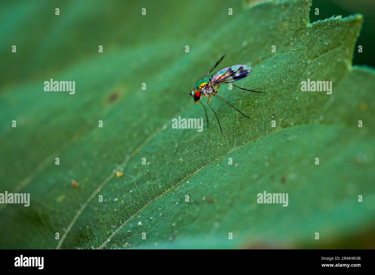 Primo piano Rainbow Fly Foto Stock