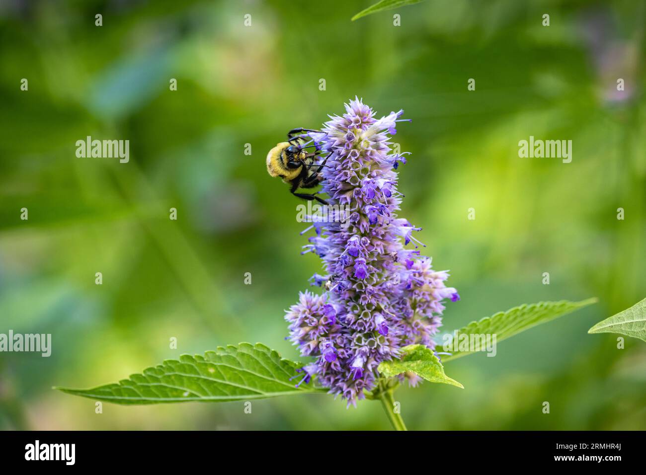 Bumblebee su un fiore viola Foto Stock