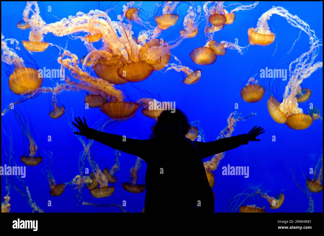 Meduse in mostra al Monterey Bay Aquarium, Monterey, CALIFORNIA, USA Foto Stock