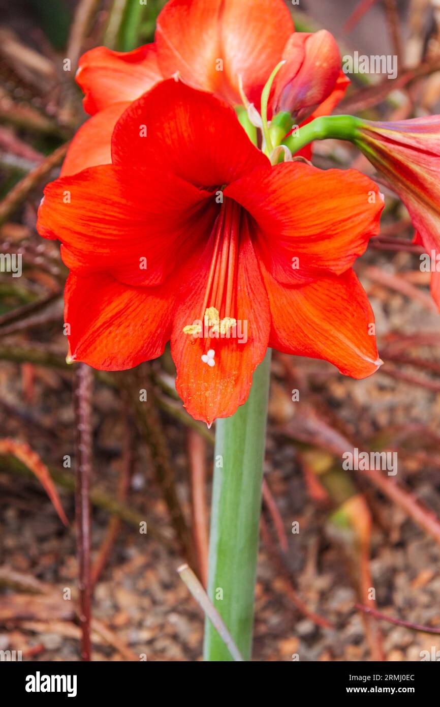 Fiori di Amaryllis ai Callaway Gardens a Pine Mountain, Georgia. Callaway Foto Stock