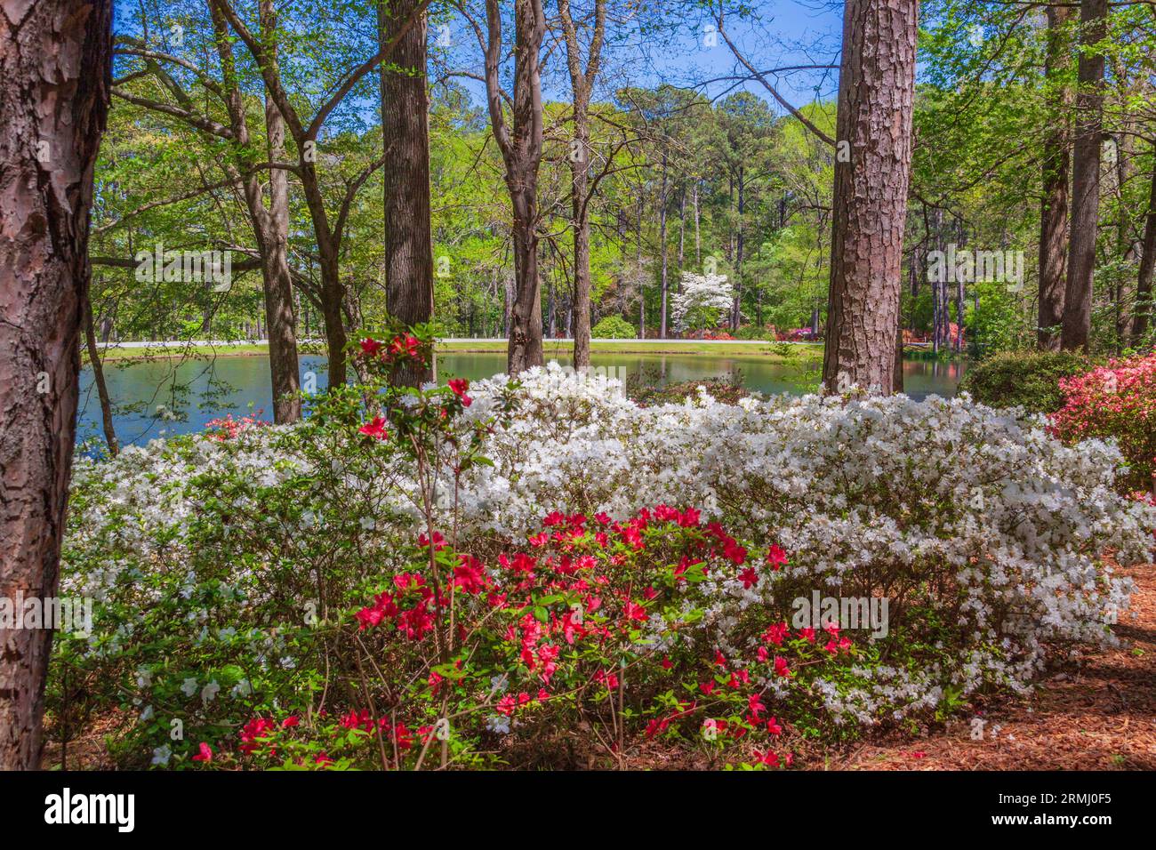 Scena del giardino con Dogwood Tree all'Azalea Overlook Garden all'inizio di aprile ai Callaway Gardens a Pine Mountain, Georgia. Foto Stock
