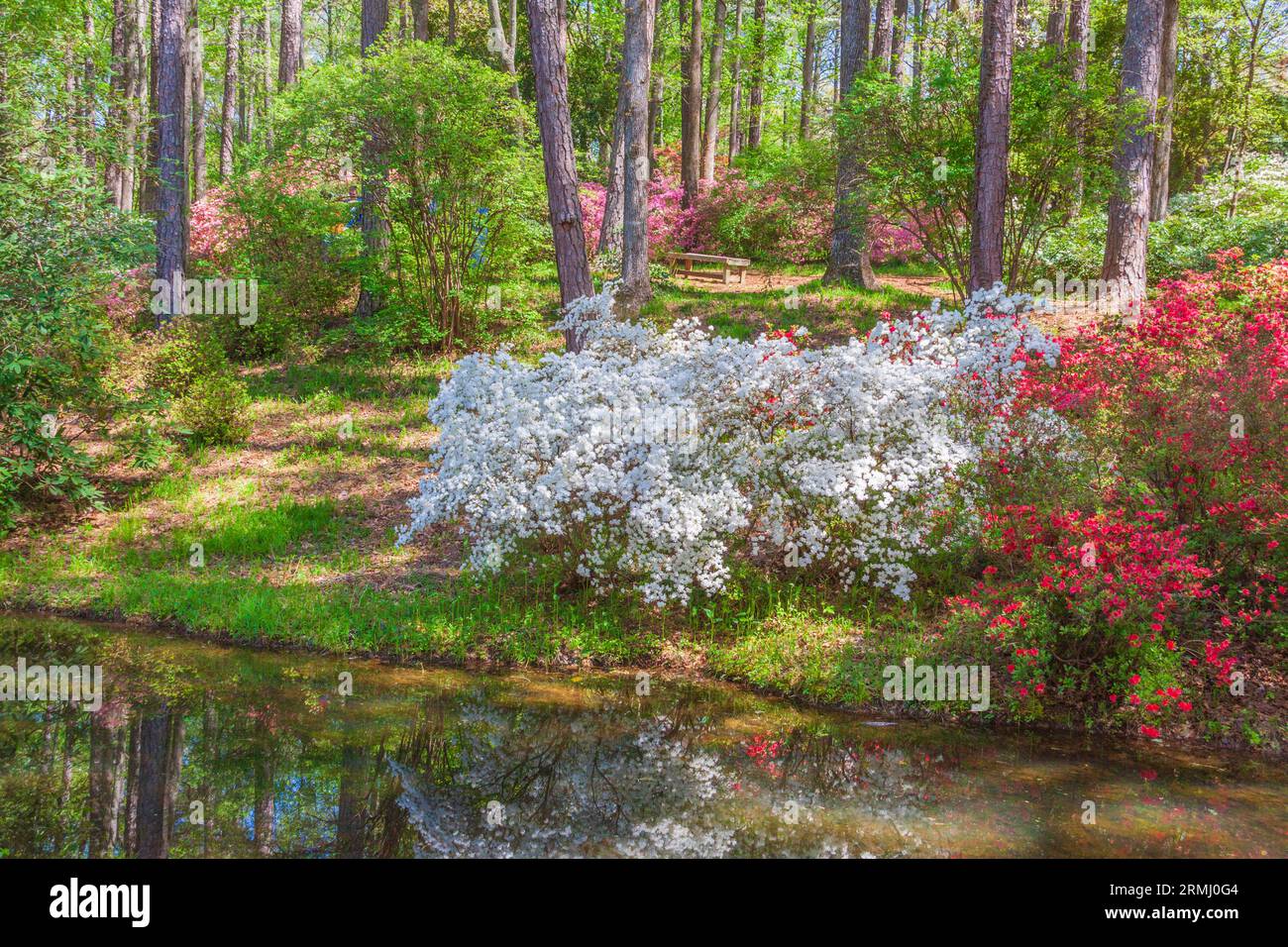 Scena del giardino all'Azalea Overlook Garden ai Callaway Gardens a Pine Mountain, Georgia. Foto Stock