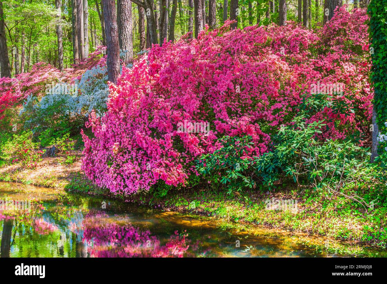 Scena del giardino all'Azalea Overlook Garden ai Callaway Gardens a Pine Mountain, Georgia. Foto Stock