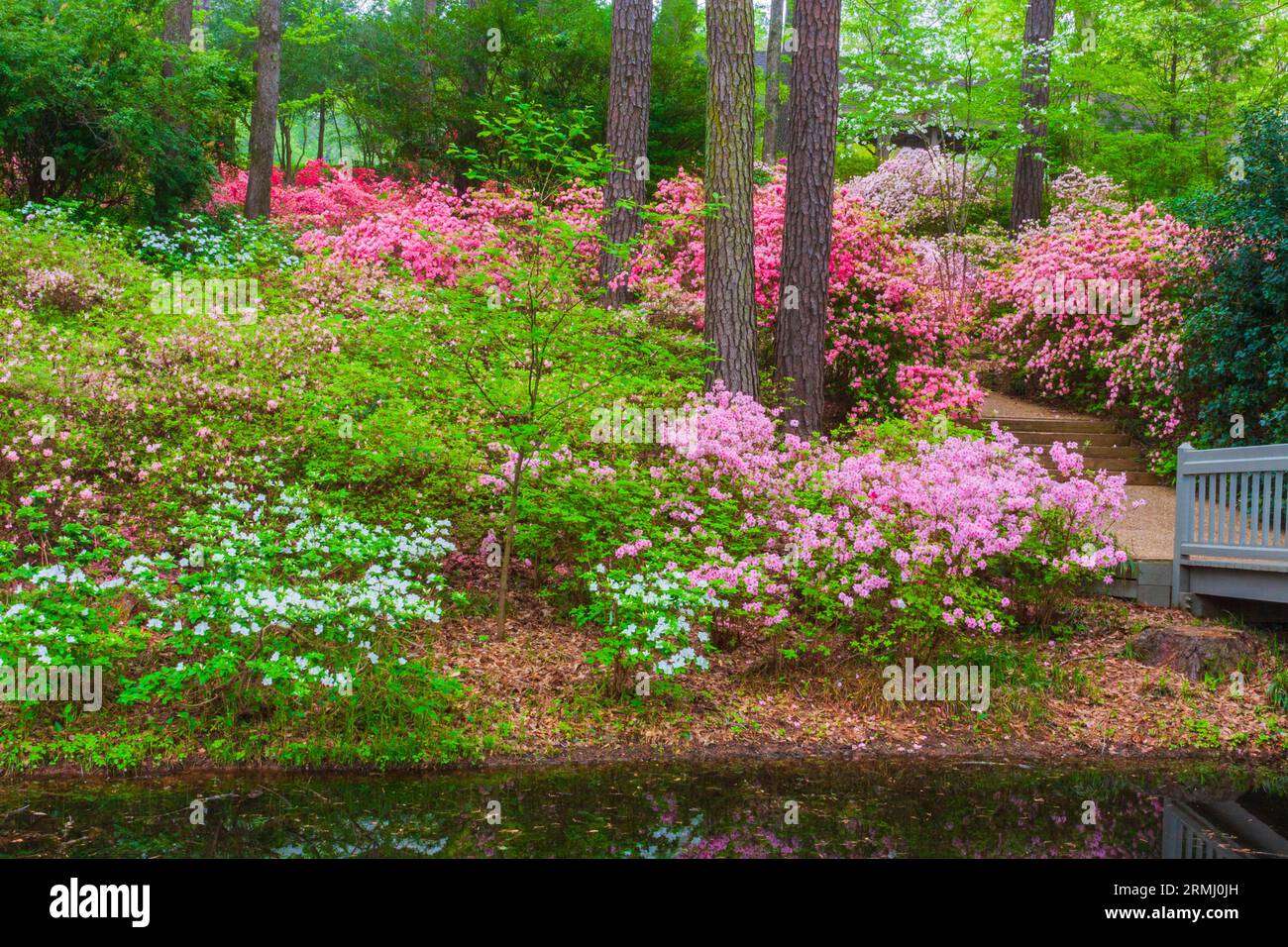 Azalea si affacciano sul giardino a Callaway Gardens in legno di pino di montagna, Georgia. Foto Stock