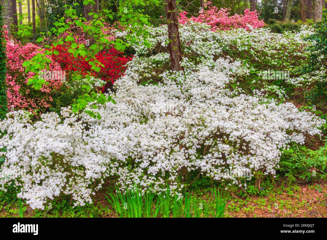 Azalea si affacciano sul giardino a Callaway Gardens in legno di pino di montagna, Georgia. Foto Stock