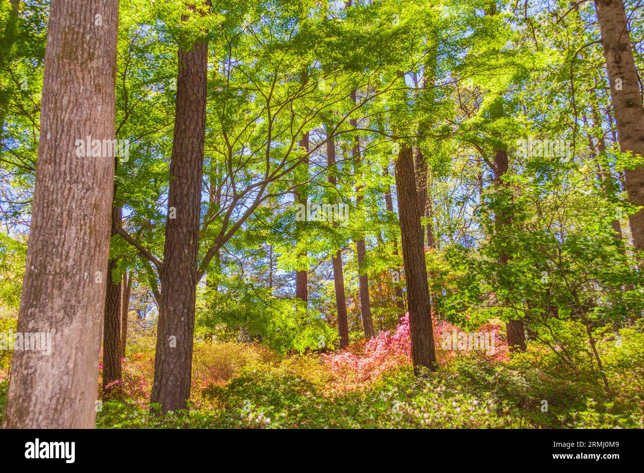 Luce che brilla tra foglie verdi sugli alberi nel Giardino Azalea di Callaway Gardens a Pine Mountain, Georgia. Foto Stock