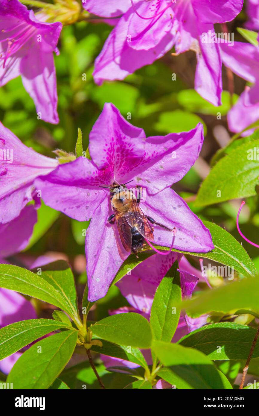 Bumble Bee on Azalea Flower presso i Callaway Gardens di Pine Mountain, Georgia. Foto Stock
