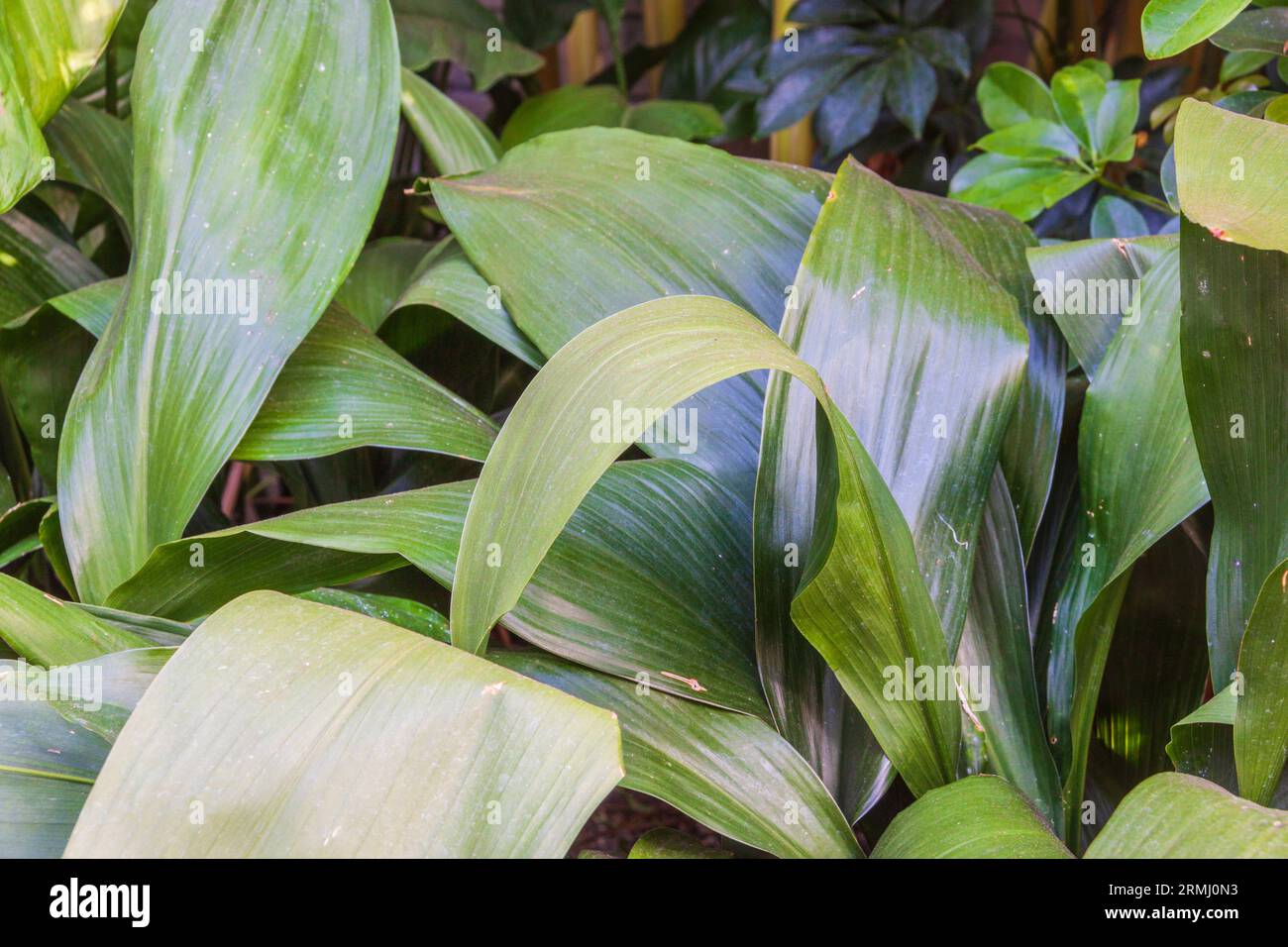 Stabilimento di ghisa, Aspidistra elatior, nel Sibley Horticultural Center presso i Callaway Gardens di Pine Mountain, Georgia. Foto Stock