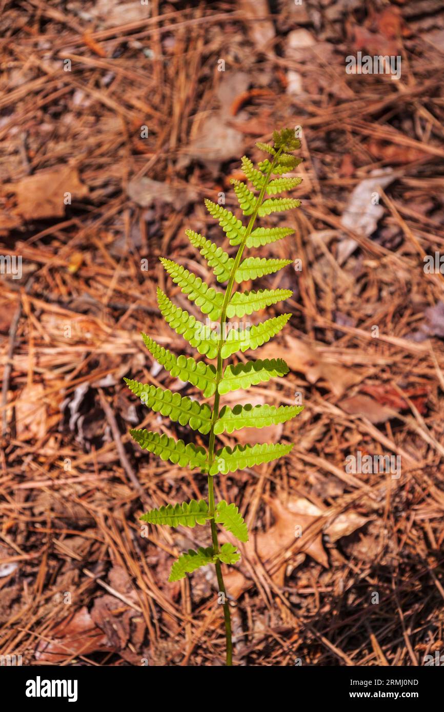Cinnamon Fern, Osmunda cinnamonea, presso i Callaway Gardens di Pine Mountain, Georgia. Foto Stock
