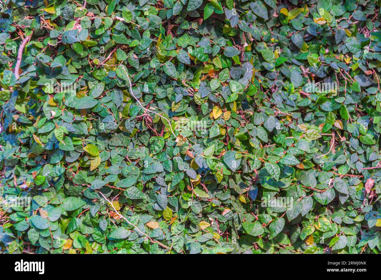 Piante di fichi striscianti, Ficus pumila, nel Sibley Horticultural Center presso i Callaway Gardens di Pine Mountain, Georgia. Foto Stock