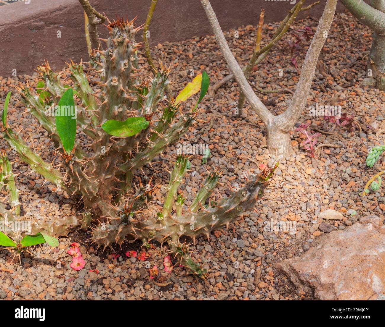 Crown of Thorns, Euphorbia milii "Pink Cupcakes", nel Sibley Horticultural Center presso i Callaway Gardens di Pine Mountain, Georgia. Foto Stock