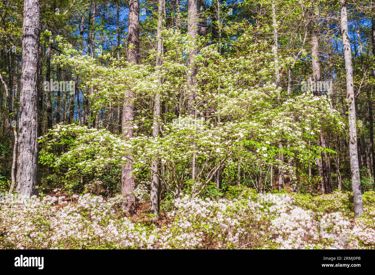 Fioritura Sanguinello alberi e azalee all'Azalea ciotola giardino a Callaway Gardens in legno di pino di montagna, Georgia. Foto Stock